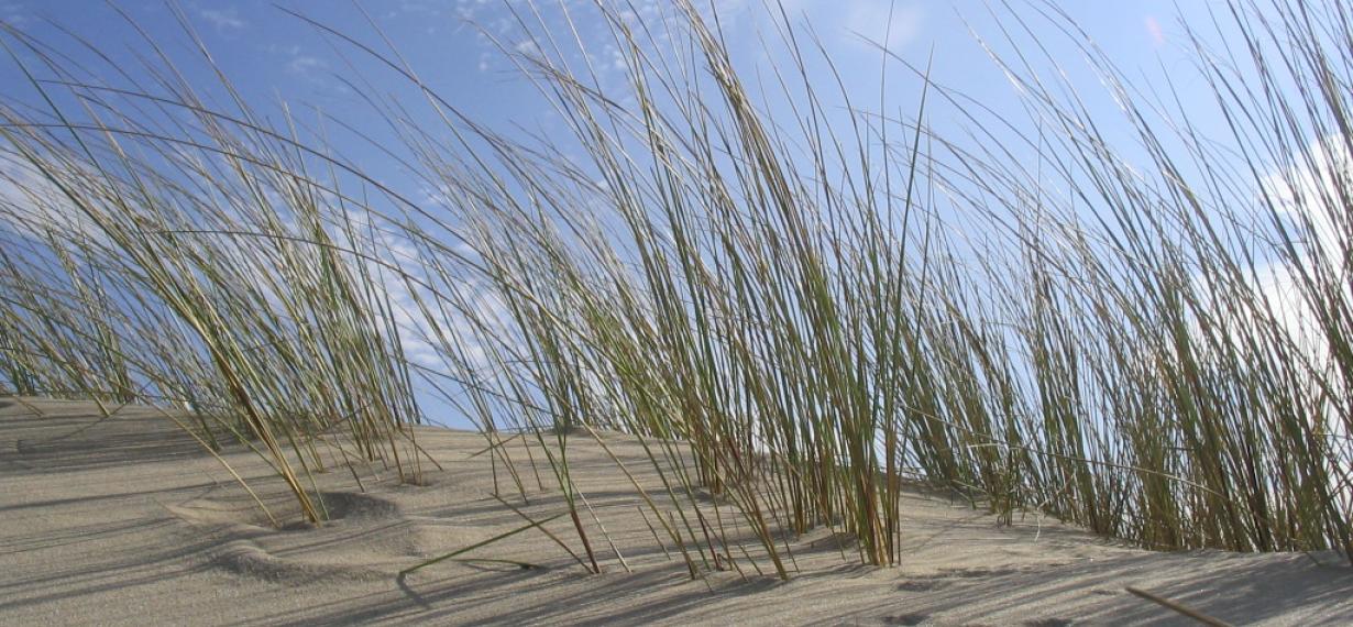 Journée thématique plages : accueil sur les plages de nouvelle aquitaine