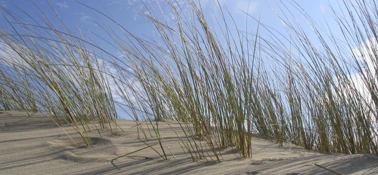 Journée thématique plages : accueil sur les plages de nouvelle aquitaine 