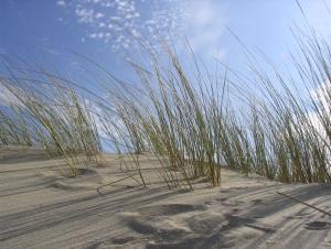 Journée thématique plages : accueil sur les plages de nouvelle aquitaine 