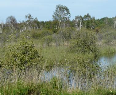 Etang