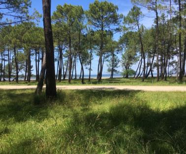 Lac de Cazaux-Sanguinet à Biscarrosse