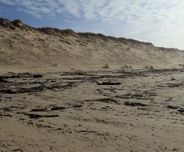 Nettoyage des plages en Gironde
