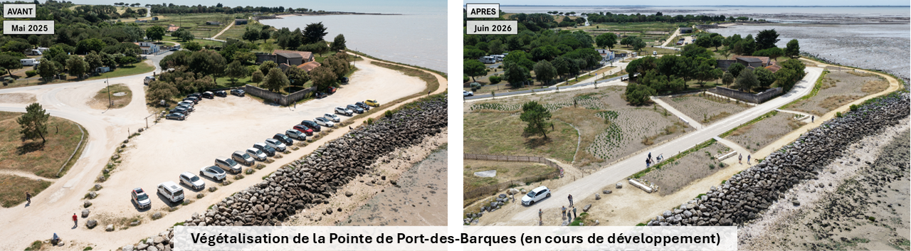 Végétalisation de la Pointe de Port-des-Barques