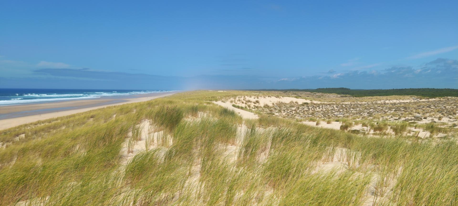 Dune 