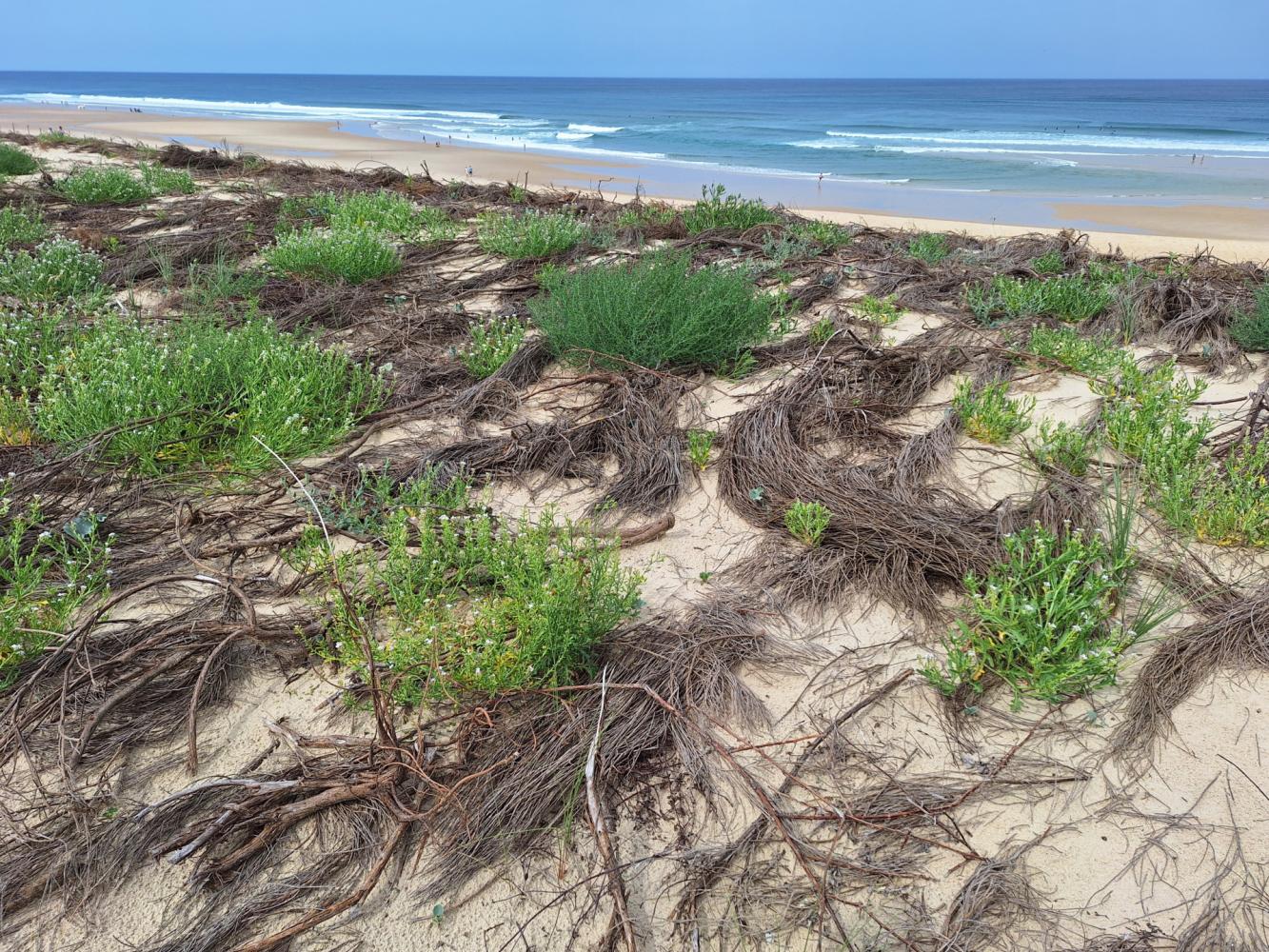 Un début de renaturation de la dune très encourageante quelques semaines après les travaux (Juin 2025) 