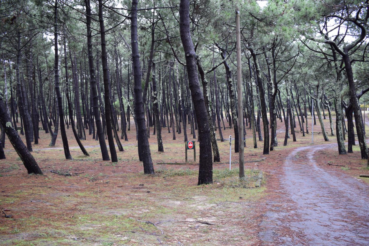 Parking sous couvert forestier 