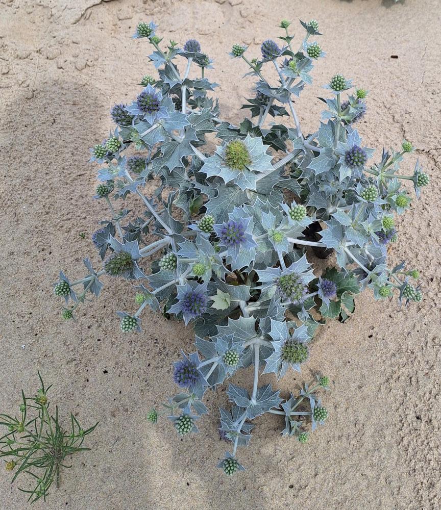 Un début de renaturation de la dune très encourageante quelques semaines après les travaux - Chardon bleu des Dunes (Juin 2025) 