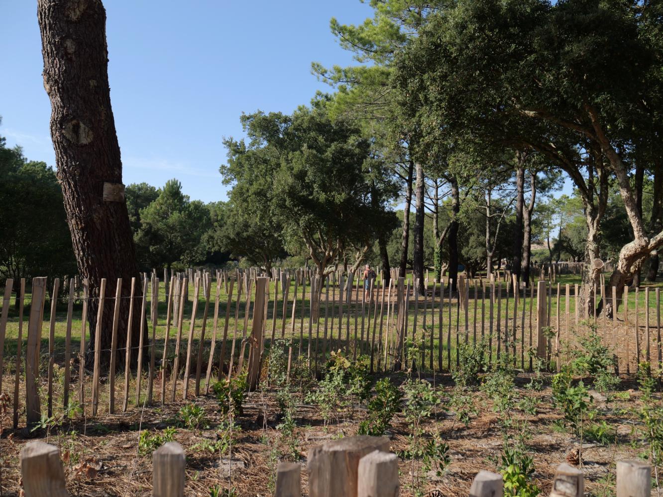 Création d'îlots de biodiversité
