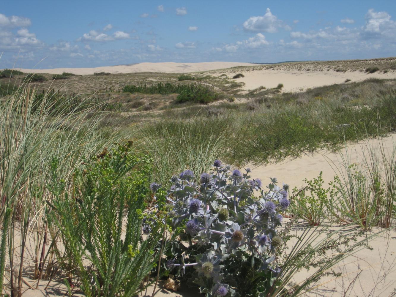 Dune du Cap Ferret 