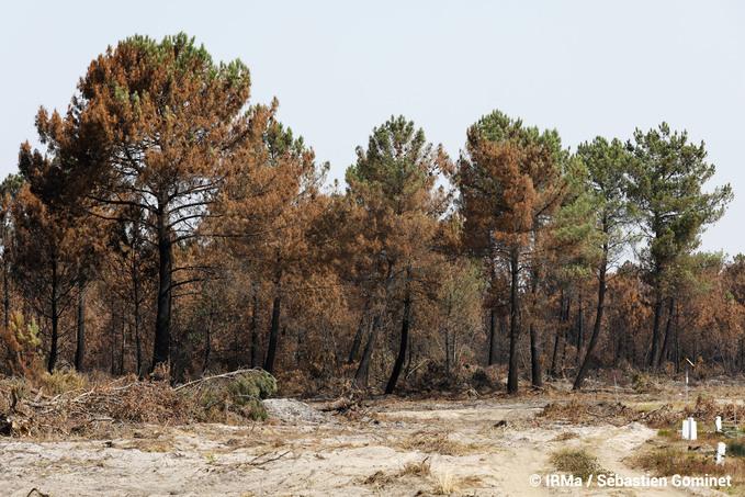 Forêt incendiée à Cazaux 