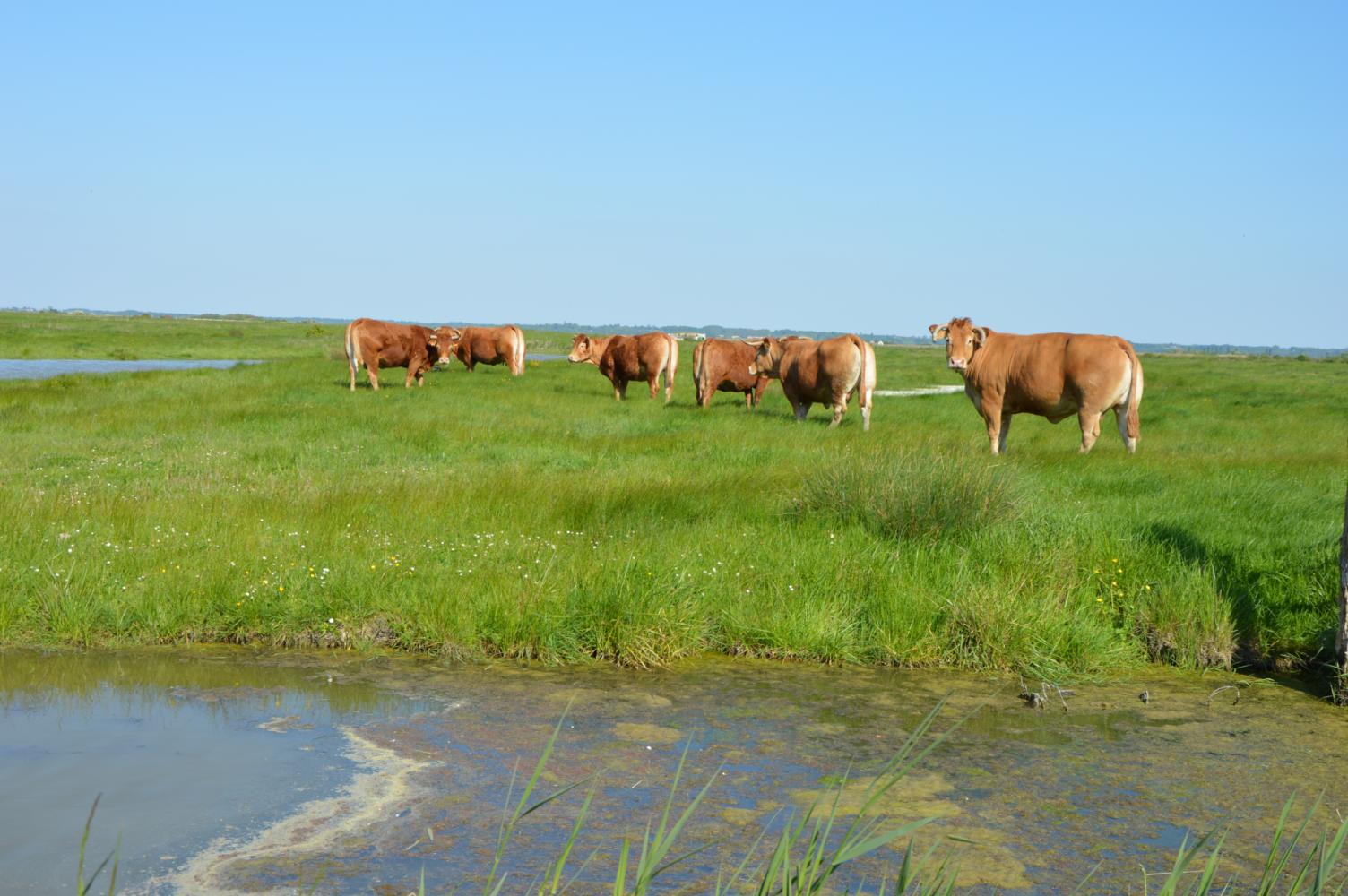 Marais de Brouage