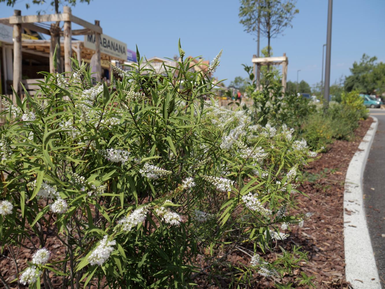 Des plantations adaptées aux évolutions climatiques 