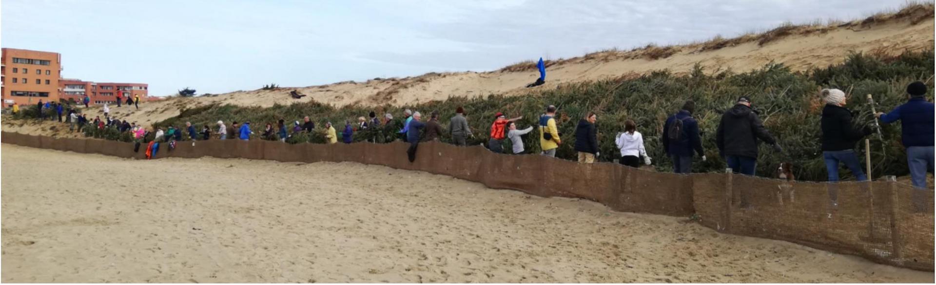 Opération sapin pour la dune février 2020