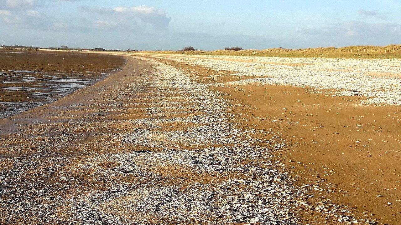 Plage non surveillée du Marouillet à Yves 