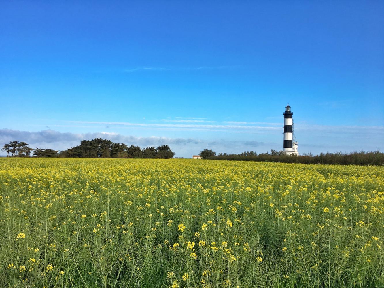 Prairies sur la Pointe de Chassiron 