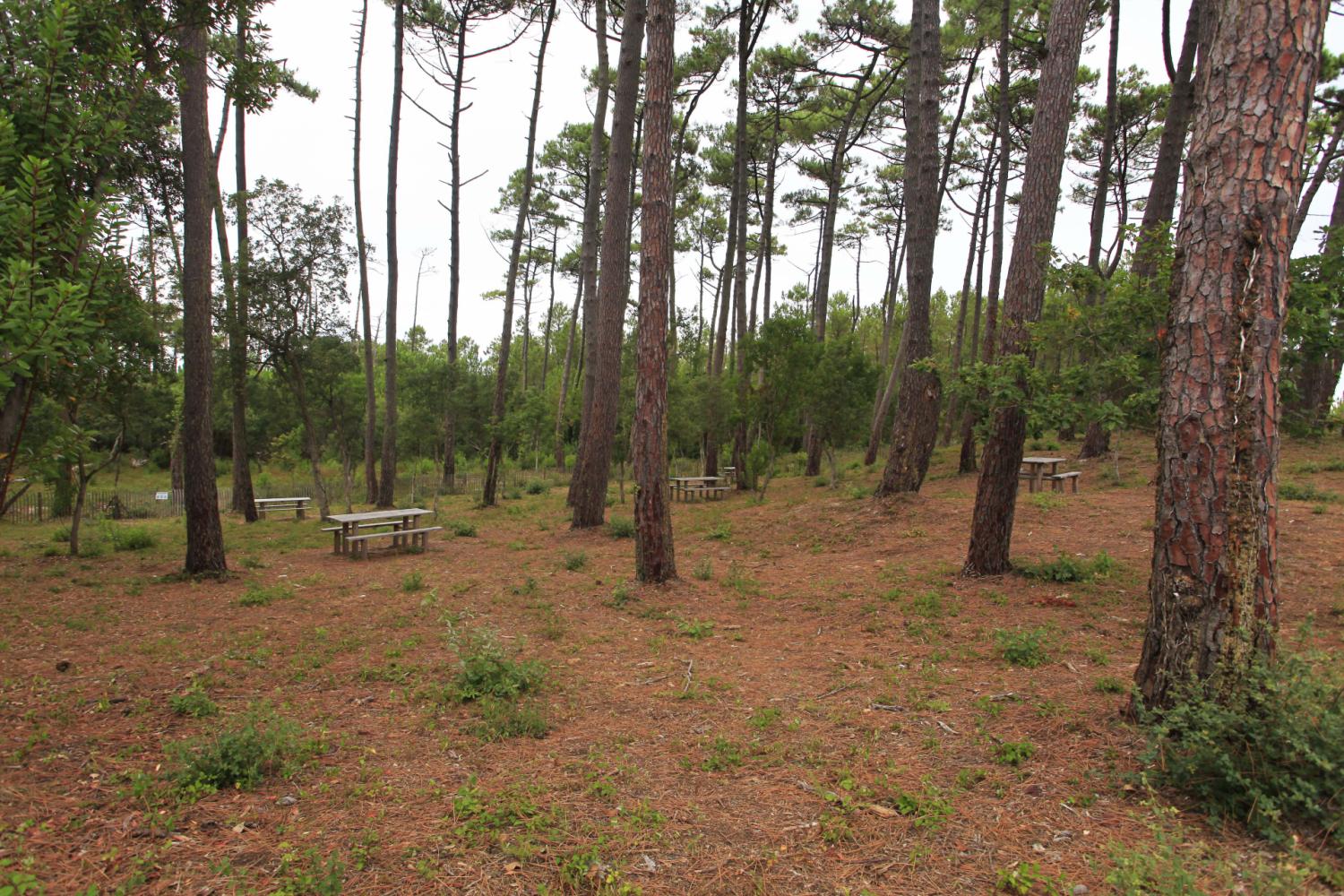 Travaux de mise en sécurité couvert forestier